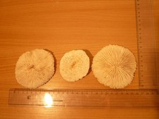 3x Echte Pilz Knochen Riffpilz