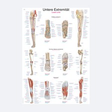 Lehrtafel "Untere Extremität"
