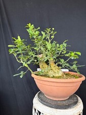 Pfaffenhütchen Bonsai