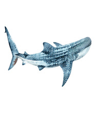 Watercolor shark sticker sea