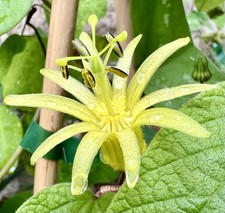 Passiflora citrina - Gelb Blühende Passionsblume, Zimmerpflanze, Kletterpflanze