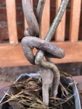 Bonsai Rohlinge Birne mit Knoten Charakter Pflanze