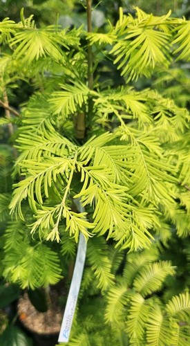 Metasequoia glyptostroboides