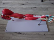 Anatomisches Muskel-Arm-Modell, lebensgroß mit abnehmbaren Muskeln inkl. Ständer