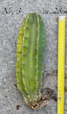 # Selten # Riesen Kaktus 30cm