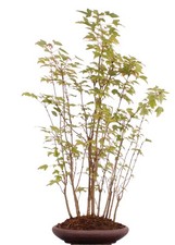 Bonsai - Acer buergerianum