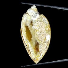 40.20Cts Natürlich Fossil