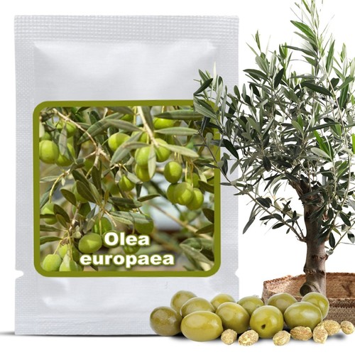 Olivenbaum olive ölbaum - olivenbaum,