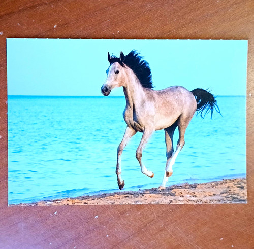 Pferdepostkarte araber - pferdepostkarte,