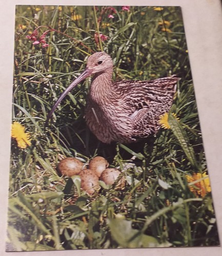 Rare djh großer - djh, brachvogel
