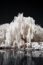 One White Willow Tree - Silver