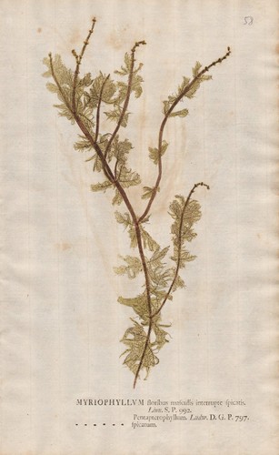 Water milfoil tausendblatt - milfoil,