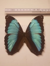 Morpho Deidamia Männchen