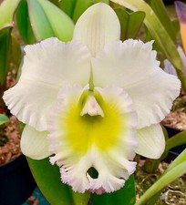 Cattleya White Jade King Duft Orchidee Orchideen Laelia