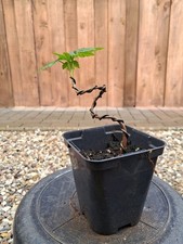 Bergahorn, Pre Bonsai, Bonsai