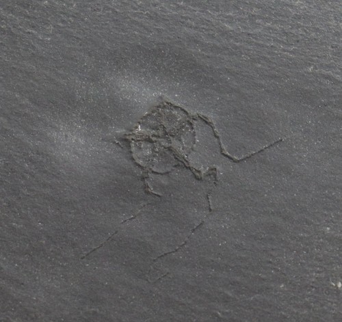 Schlangenstern ophiurina - schlangenstern,,