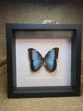 Morpho helenor carillensis