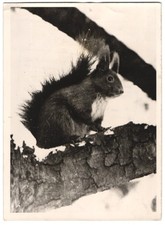 Fotografie eichhörnchen hat - eichhörnchen,