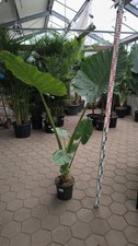 Alocasia macrorhiza 170cm