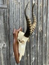 Jagdtrophäe * Geweih * Impala (Aepyceros melampus) Antilope, Schädel aus Afrika