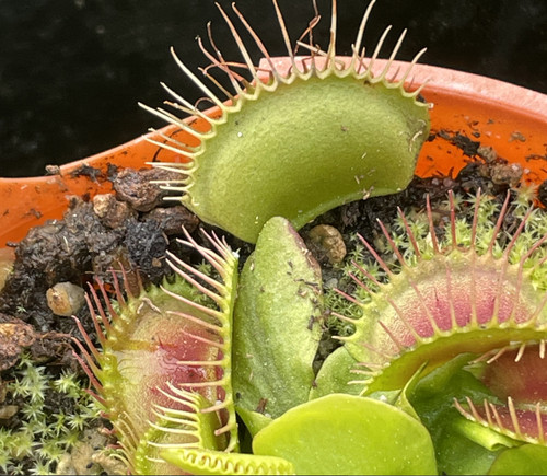 Dionaea muscipula phalanx - dionaea,