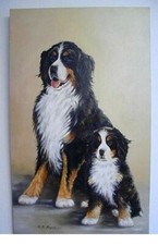 Tiere  ,  Berner Sennenhund