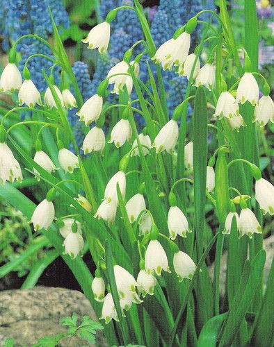Leucojum aestivum späte - leucojum,