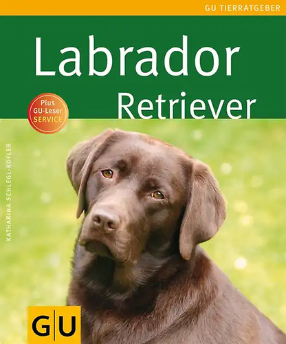 Labrador retriever - labrador,