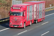 LKW Foto Mercedes-Benz Actros Viehtransporter Deutschland rot #m1vw
