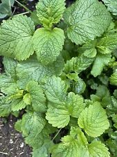 Zitronenmelisse - BIO Pflanze Melisse - großes Stück - Herztrost Heilpflanze Tee