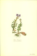 Felsen - Ehrenpreis (Veronica