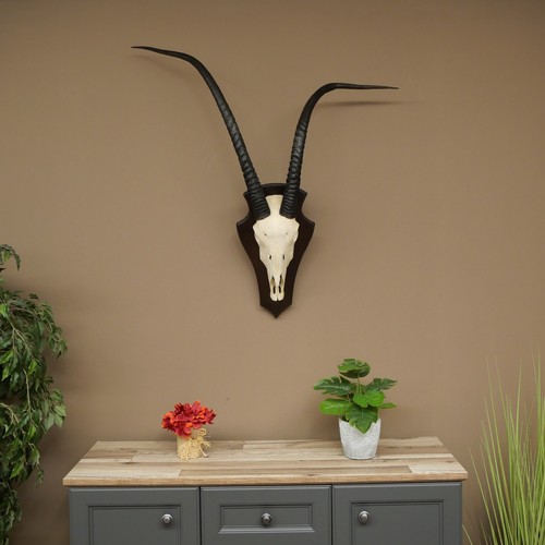 Oryx 88cm - gazella), hl