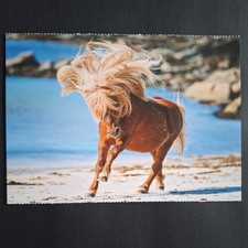 Pferdepostkarte AK Pferd Korsch Shetlandpony 02/2017
