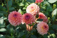 Dahlia DAHLIE Knollen:  Sebastian