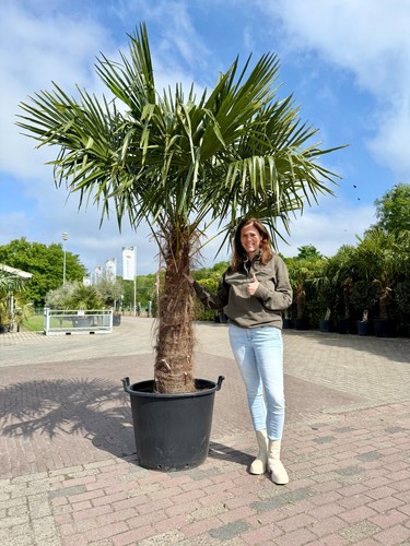 Tropictrees trachycarpus - -,