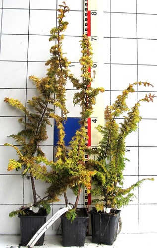 Chamaecyparis obtusa