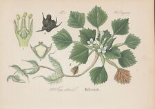 Wassernuss (Trapa natans)