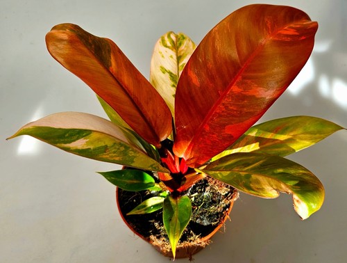 Philodendron mccolley finale - philodendron, mccolley's
