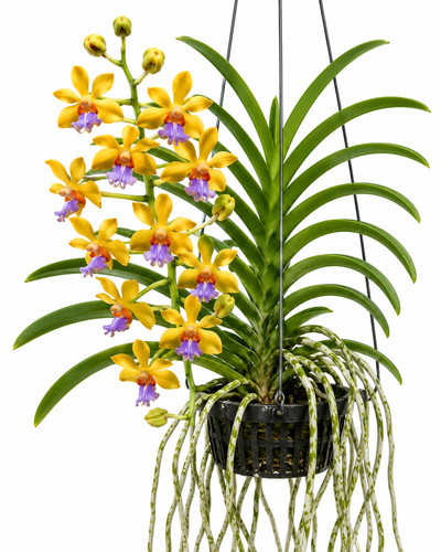 Orchidee vanda - orchidee,