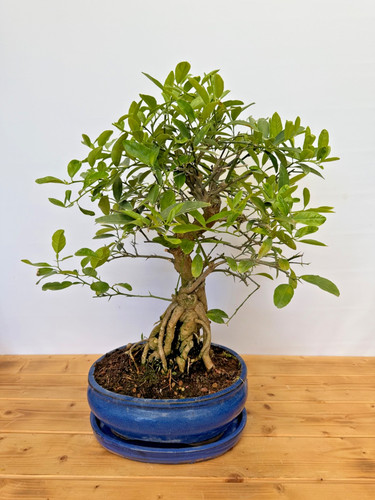 Bonsai citrus kumquat - citrus, nr
