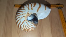 Nautilus Muschel sehr schön