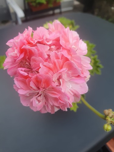 Pelargonie aim bubble gum - gum,