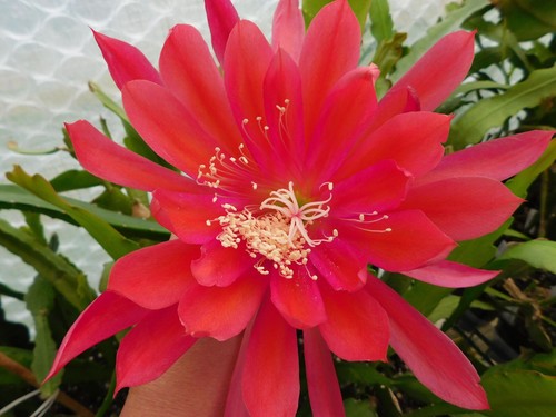 Epiphyllum blattkakteen - epiphyllum,