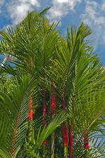 SAMEN die Siegellackpalme ist