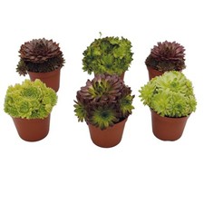 UNUS® Sempervivum 6er Set Mix Hauswurzen Blumen Garten Pflanzen Stein
