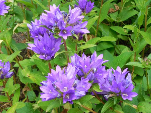 Pflanze/Blume/Staude