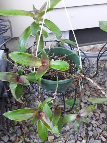 Basket plant callisia - plant, /callisia