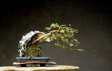 Bonsai outdoor winterhart