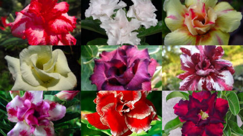 Gemischte samen adenium - 10,