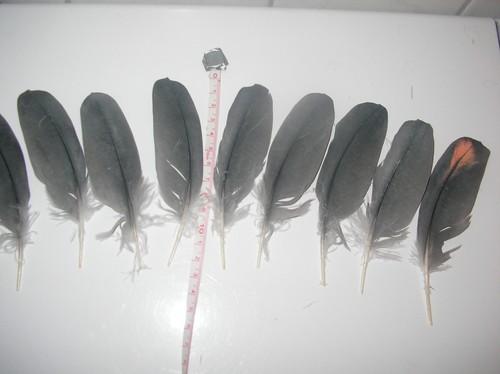 Kleine graue vogelfedern - graue,